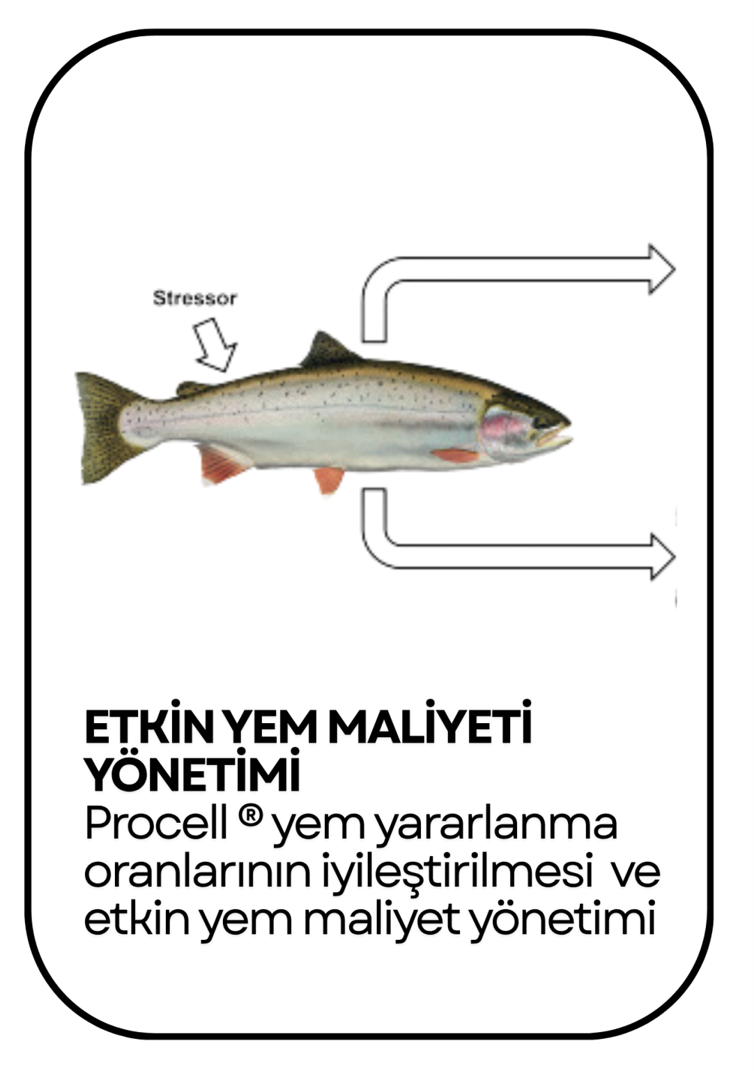 PowerClip Uygulanmış Dikdörtgen (1)