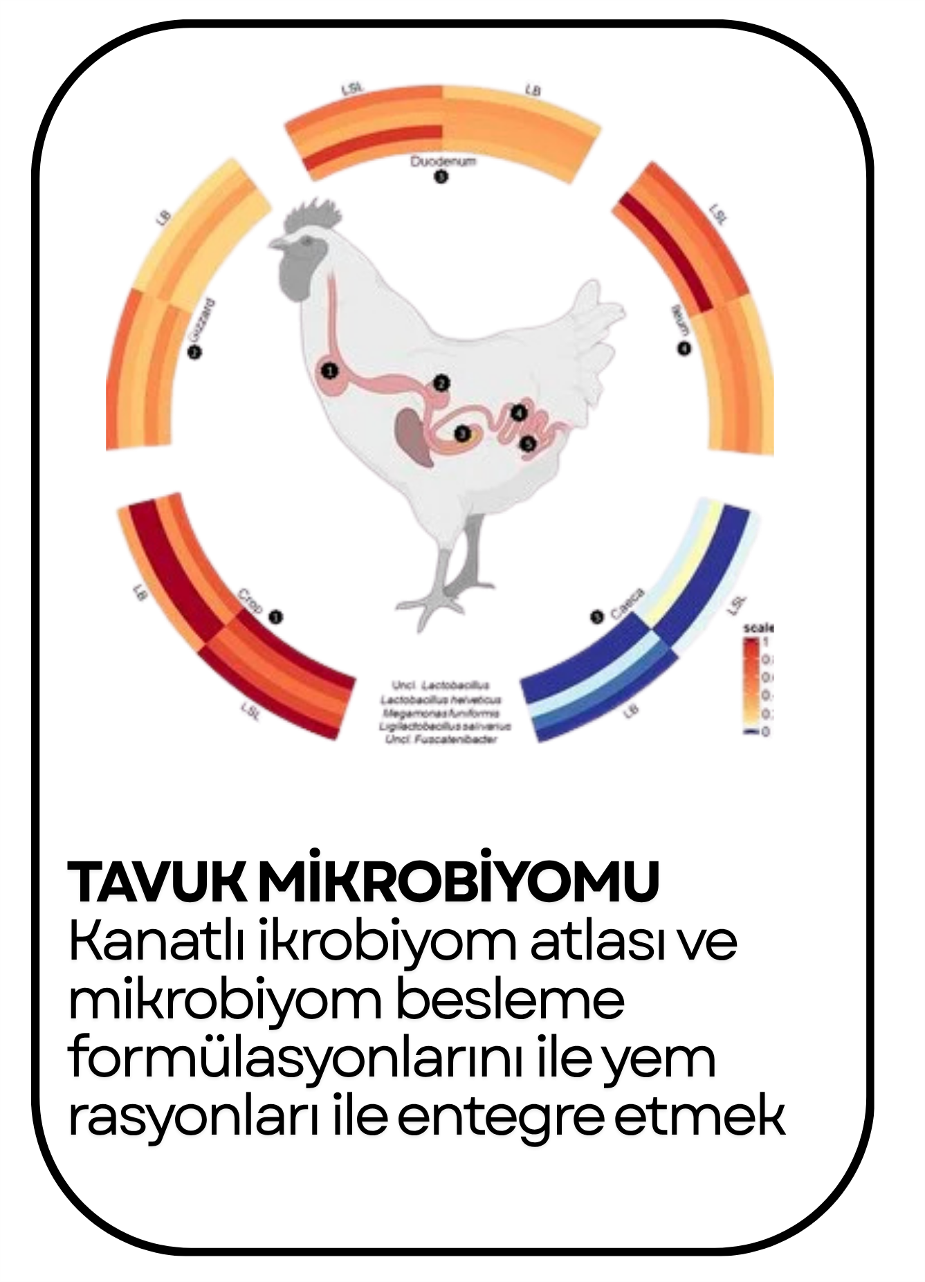 PowerClip Uygulanmış Dikdörtgen (11)