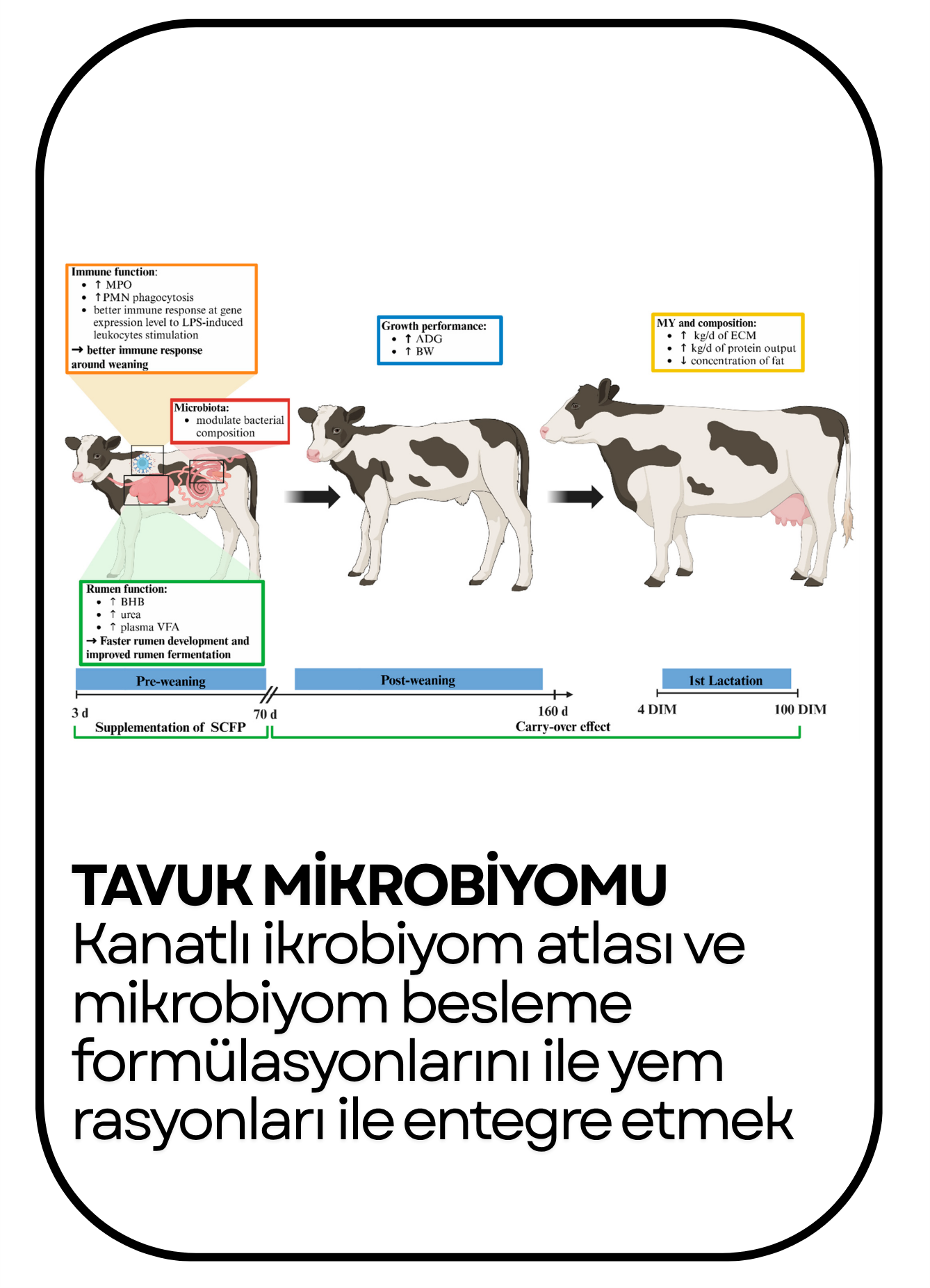 PowerClip Uygulanmış Dikdörtgen (11)