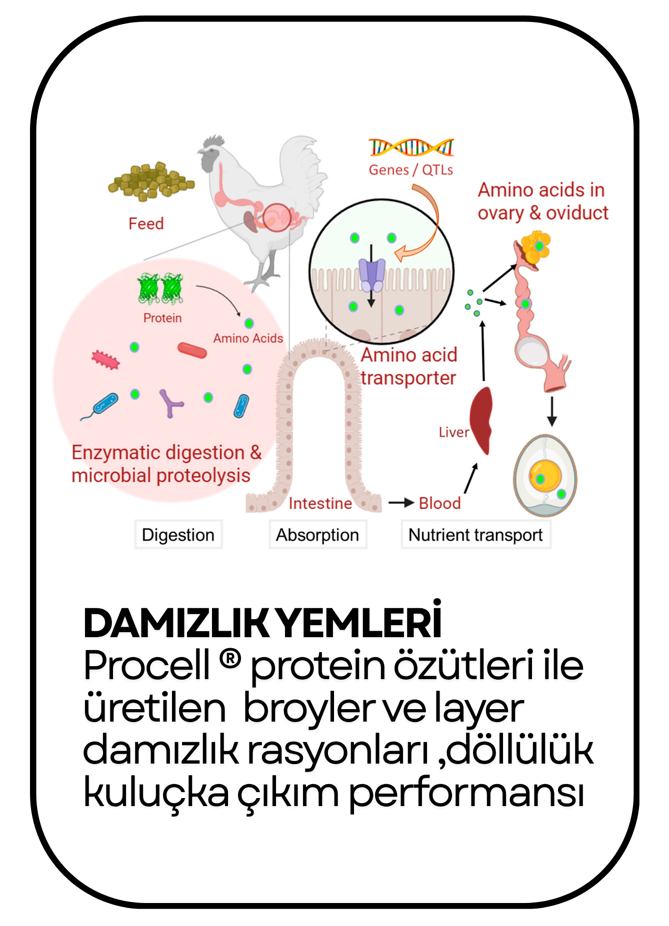 PowerClip Uygulanmış Dikdörtgen (12)