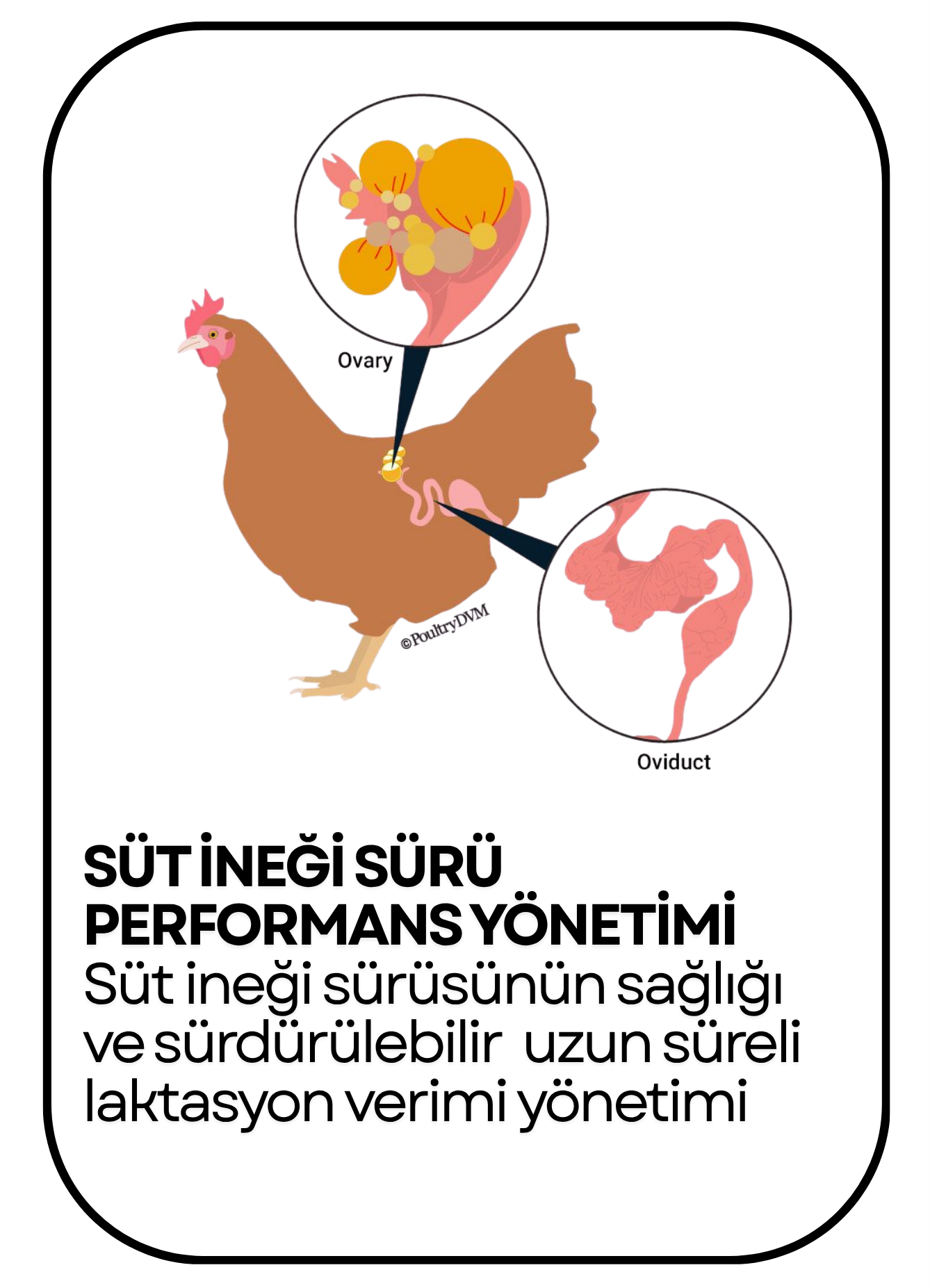 PowerClip Uygulanmış Dikdörtgen (13)