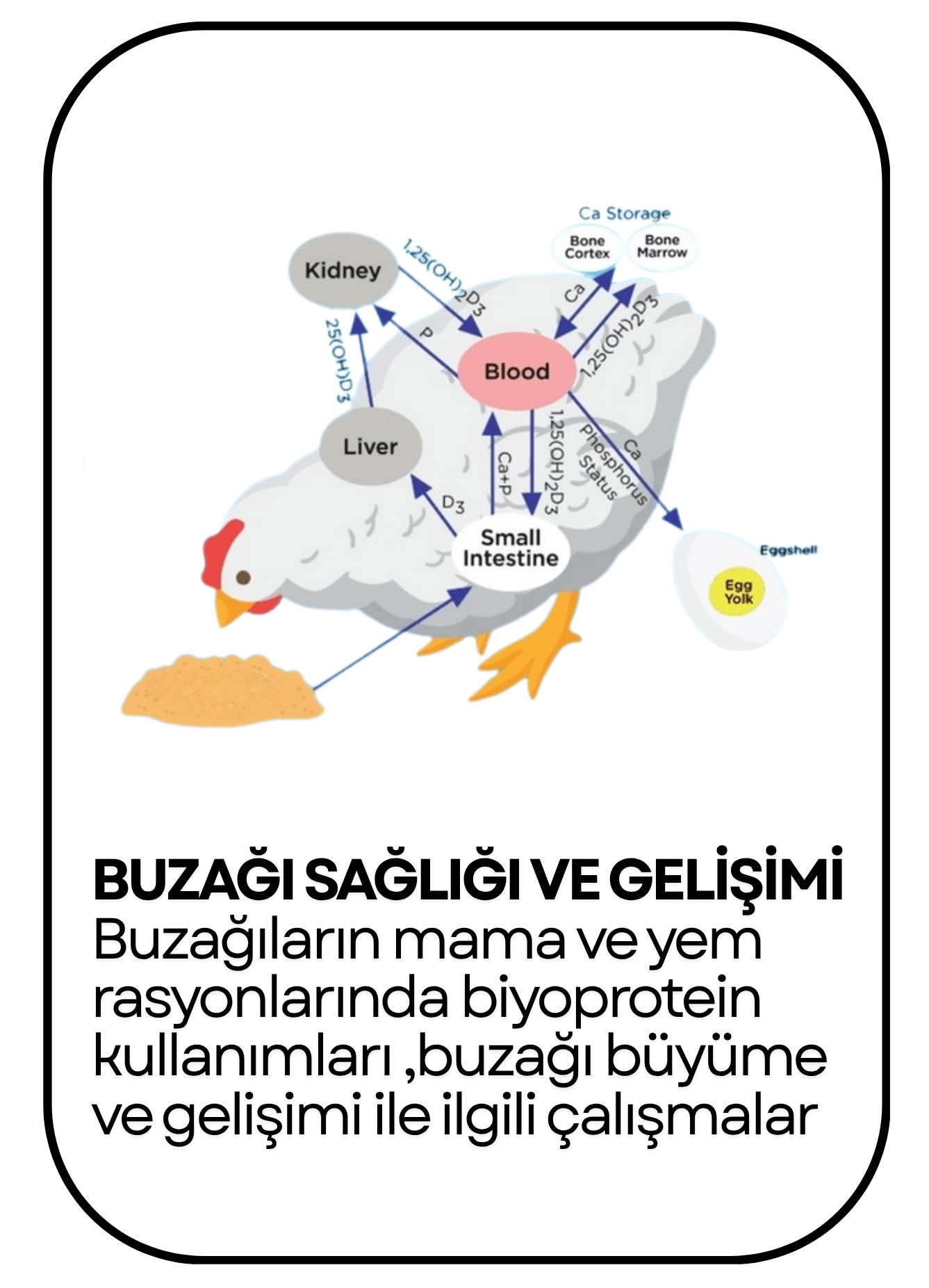 PowerClip Uygulanmış Dikdörtgen (14)