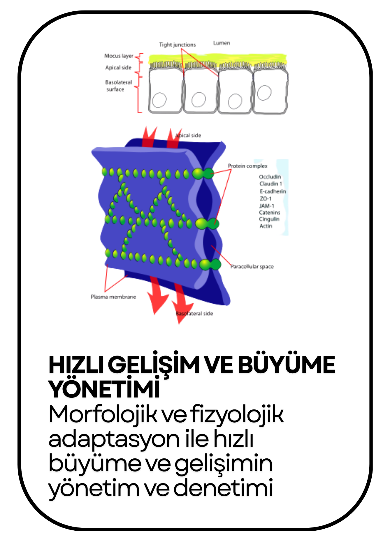 PowerClip Uygulanmış Dikdörtgen (15)