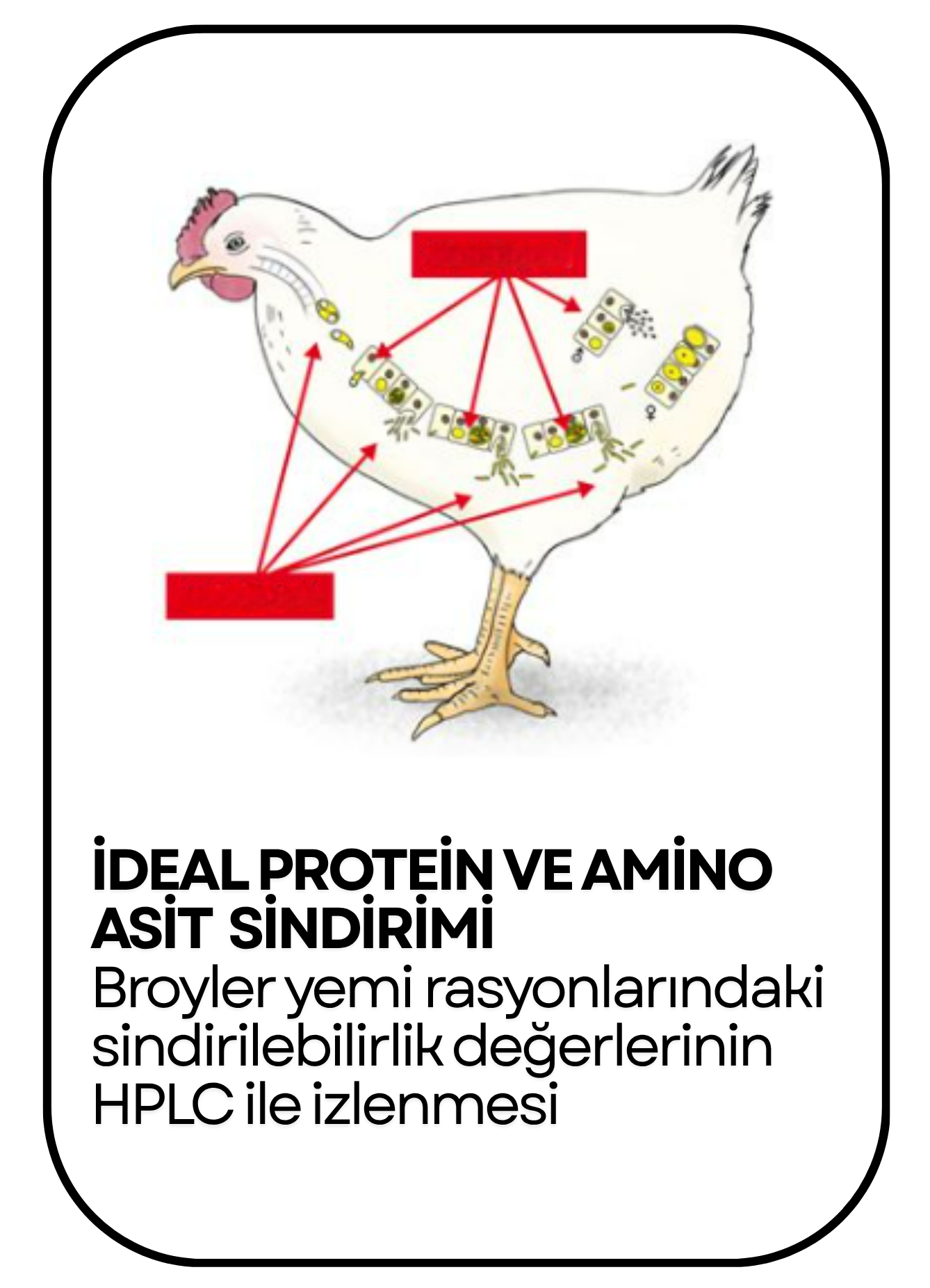 PowerClip Uygulanmış Dikdörtgen (16)