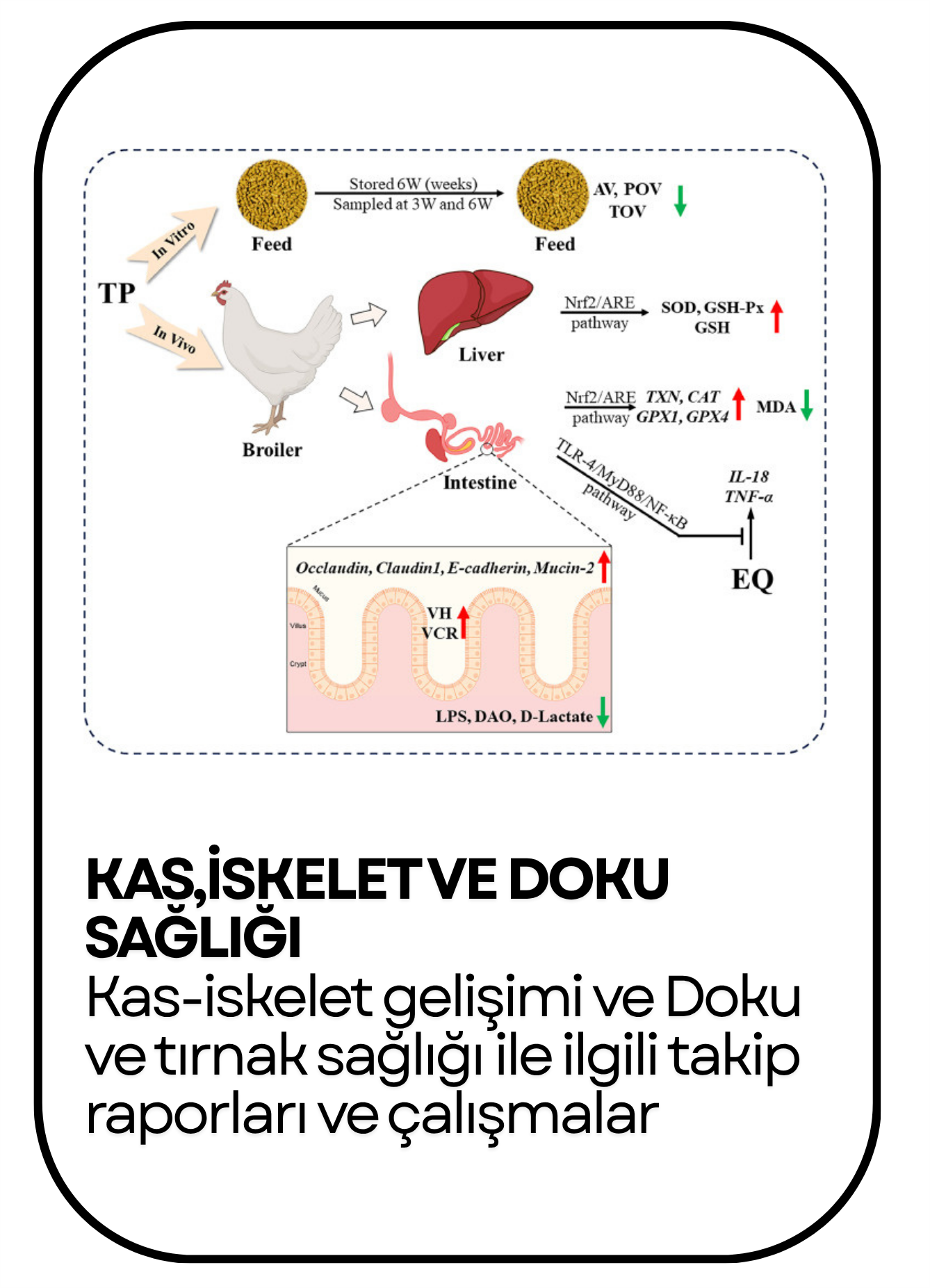 PowerClip Uygulanmış Dikdörtgen