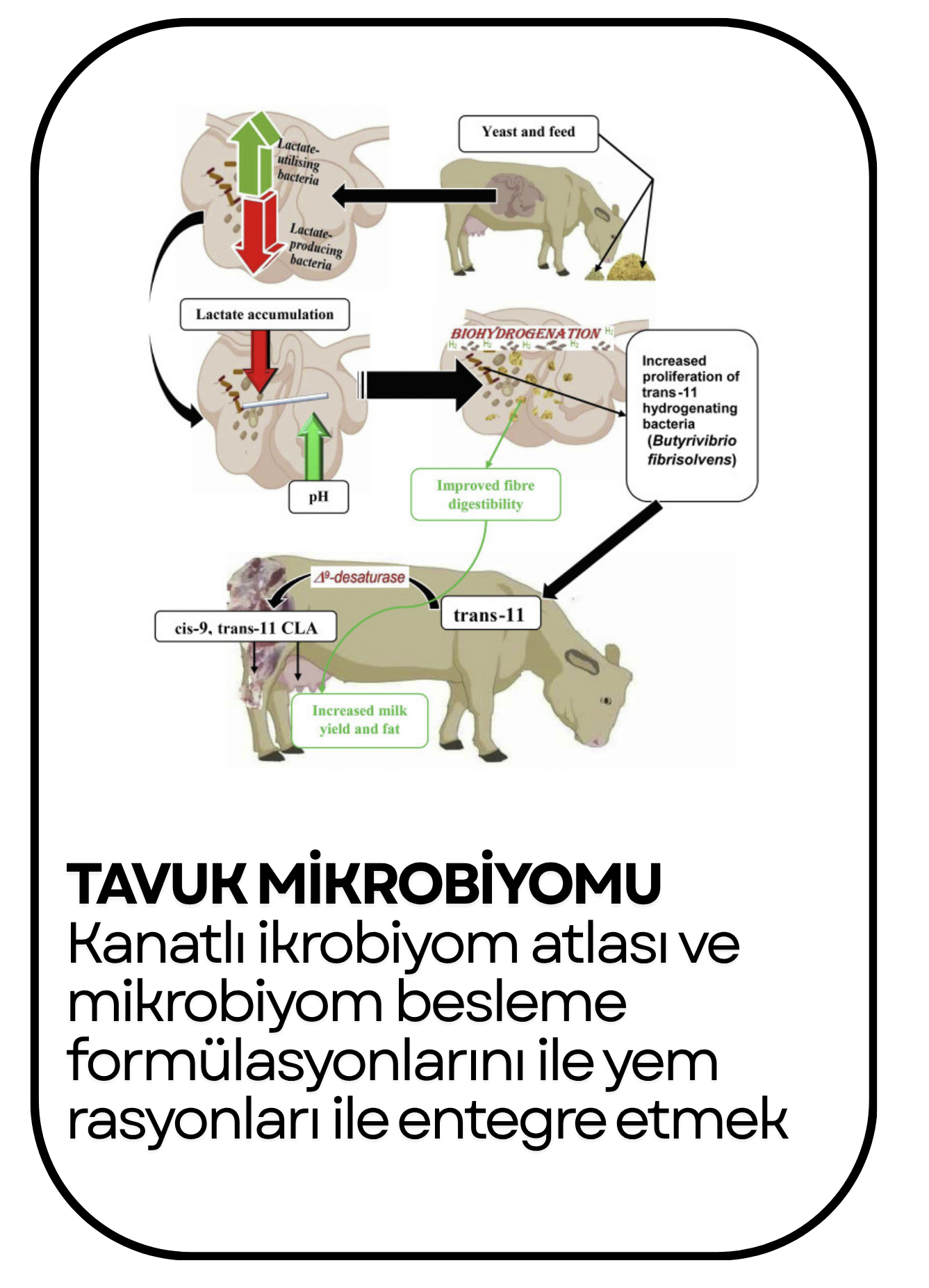 PowerClip Uygulanmış Dikdörtgen (2)