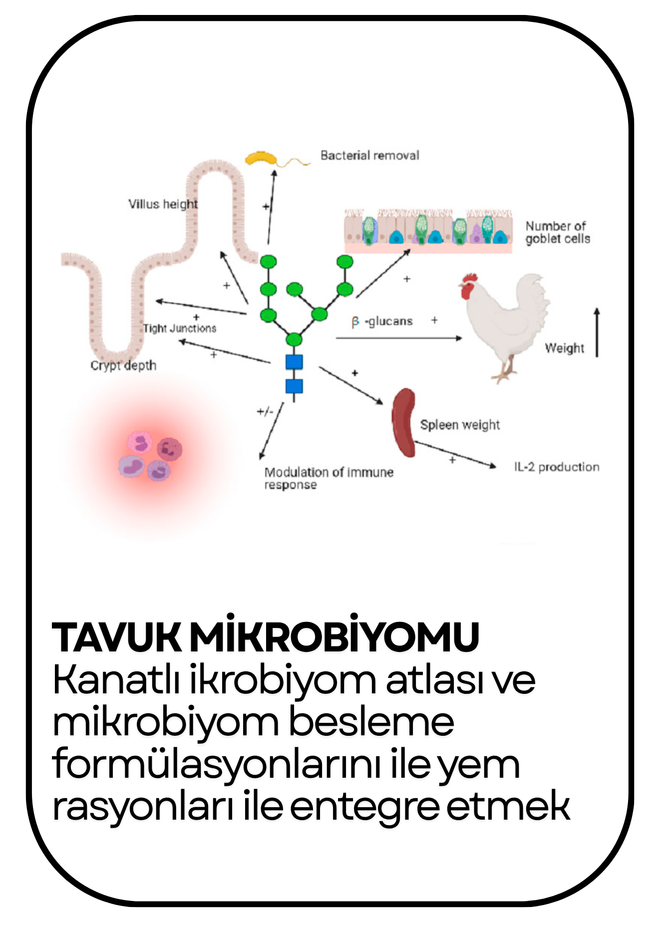 PowerClip Uygulanmış Dikdörtgen (2)