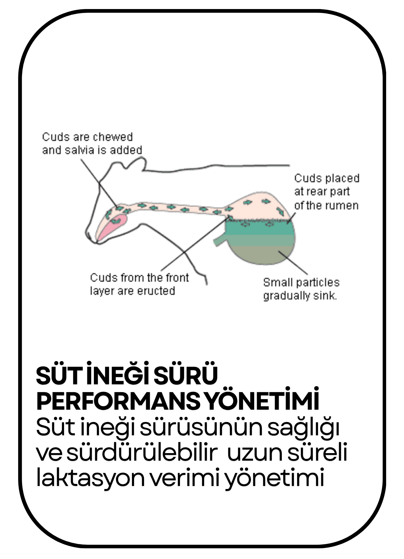 PowerClip Uygulanmış Dikdörtgen (4)