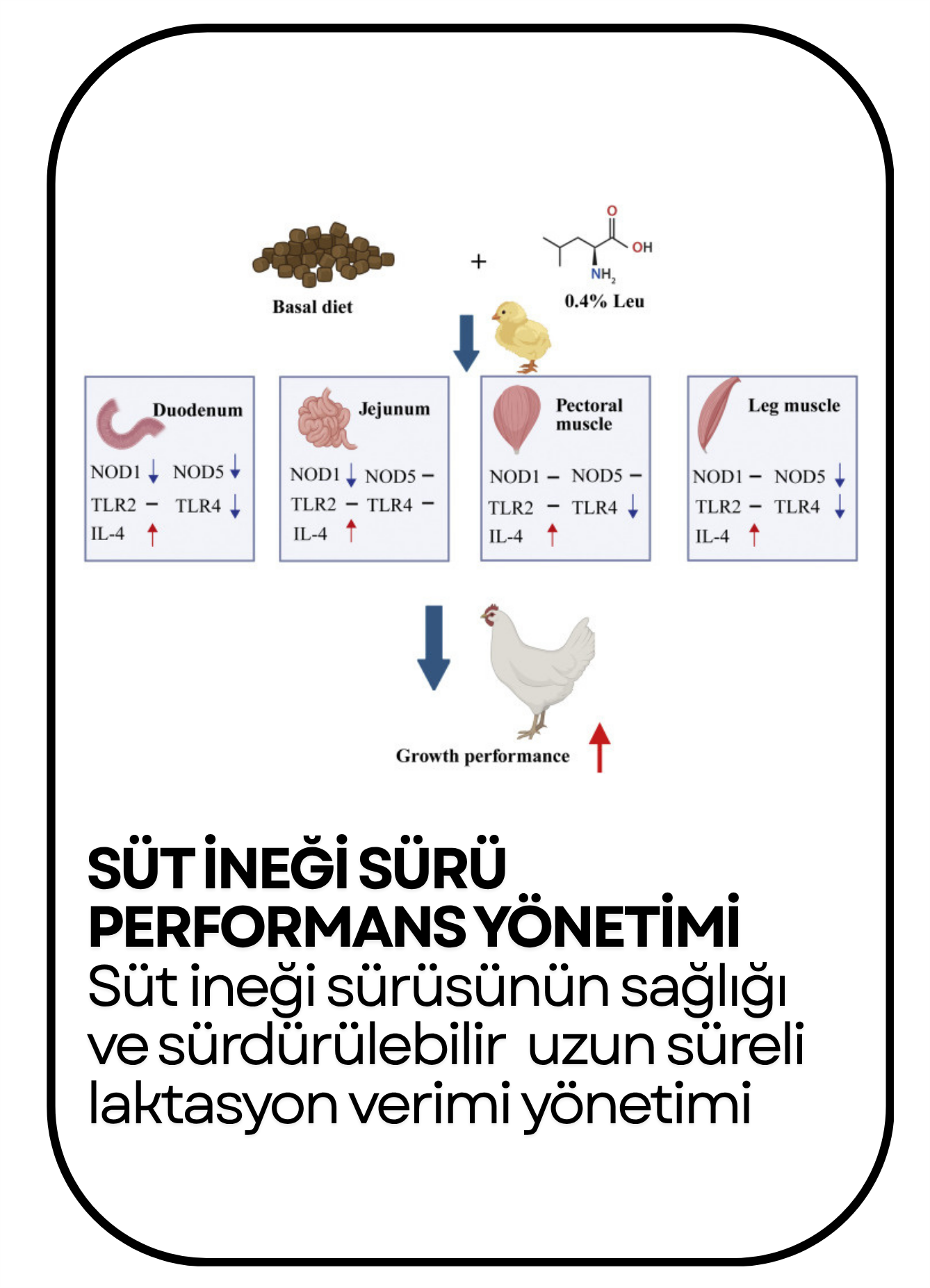 PowerClip Uygulanmış Dikdörtgen (4)