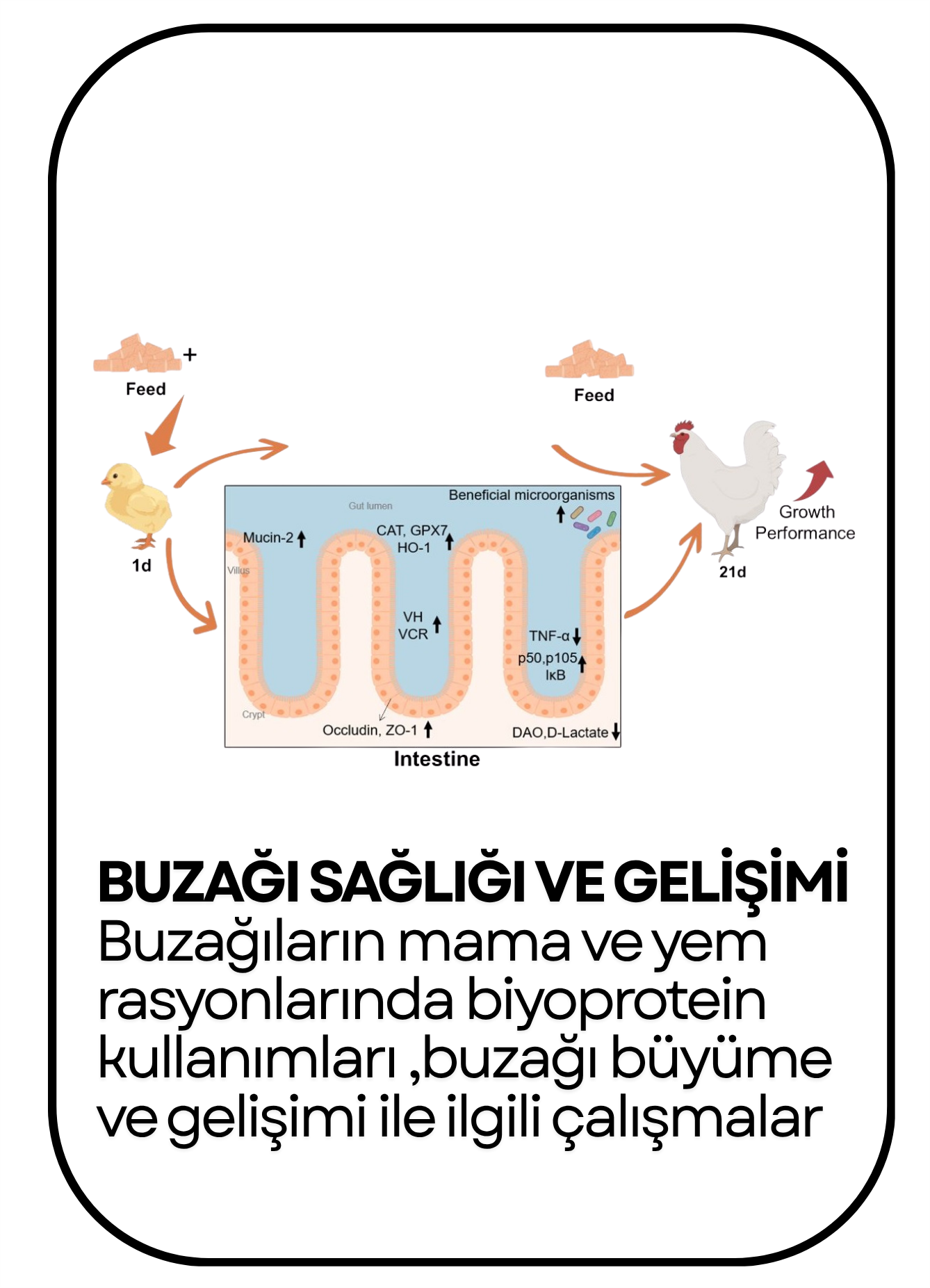 PowerClip Uygulanmış Dikdörtgen (5)