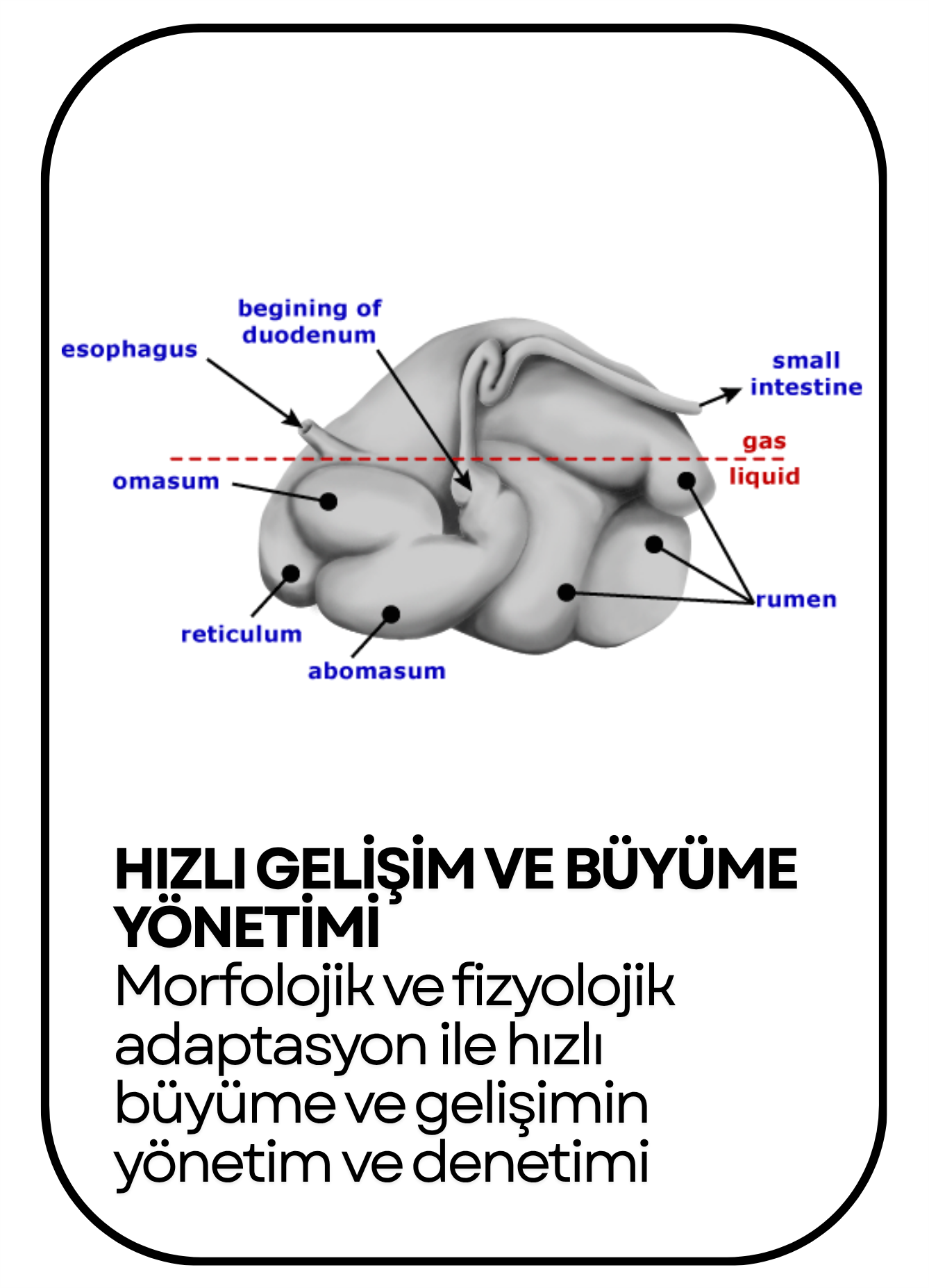 PowerClip Uygulanmış Dikdörtgen (6)