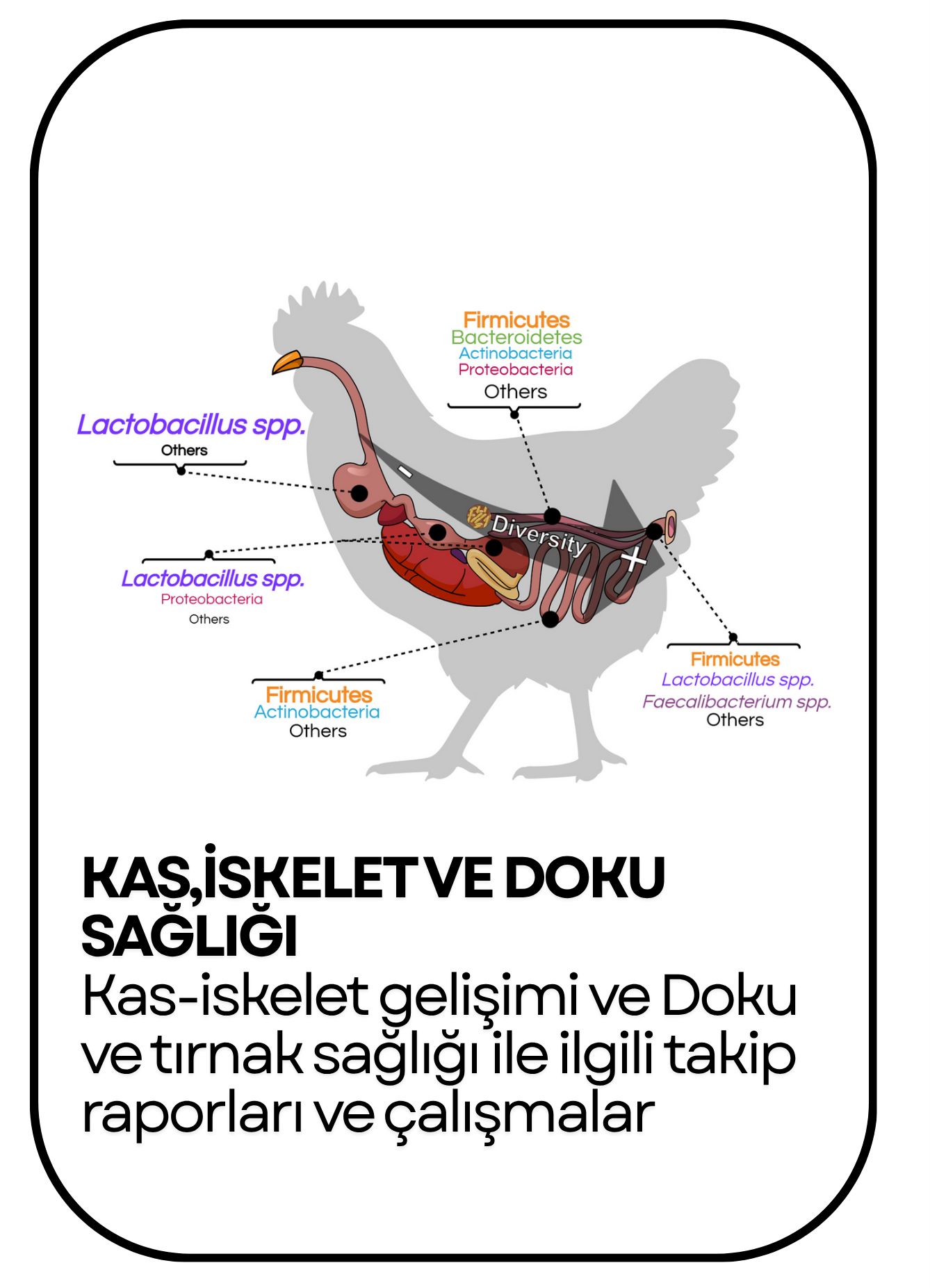 PowerClip Uygulanmış Dikdörtgen (9)